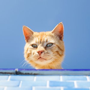 Wie Tierfotos richtig gut gelingen